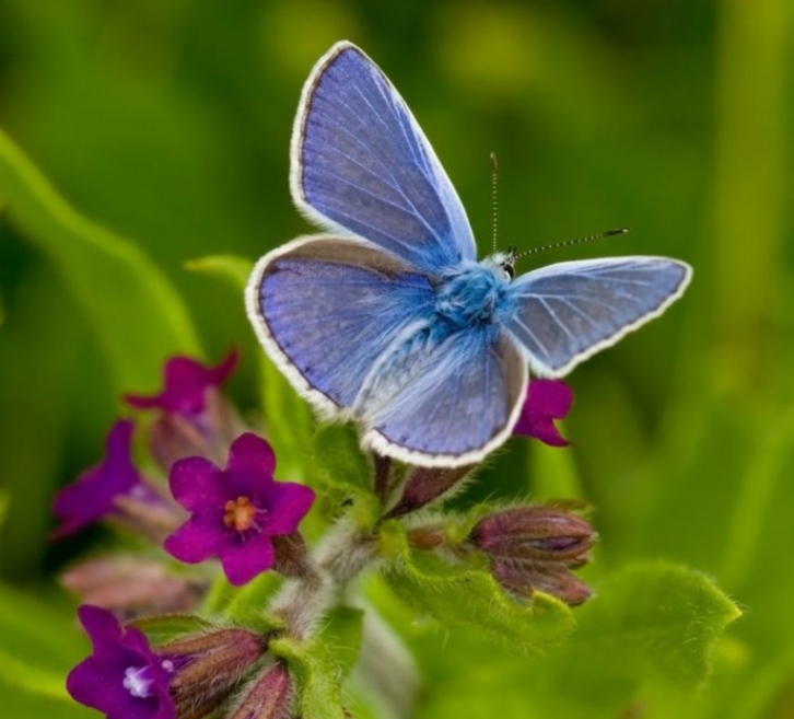 2023 01 23 Schmetterling blau