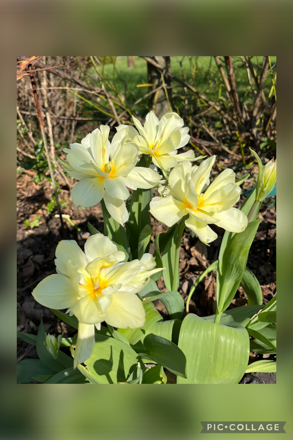 2026 04 20 Bild Frühling für HP